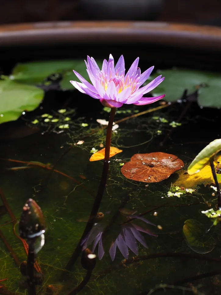 Lotus flower in the courtyard of Dingjingtang